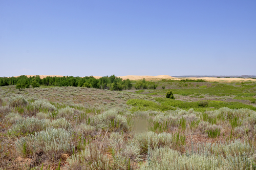 dunes and grass at Little Sahara State Park in OK