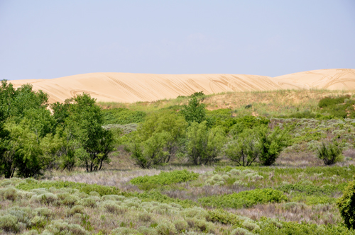 dunes and grass at Little Sahara State Park in OK