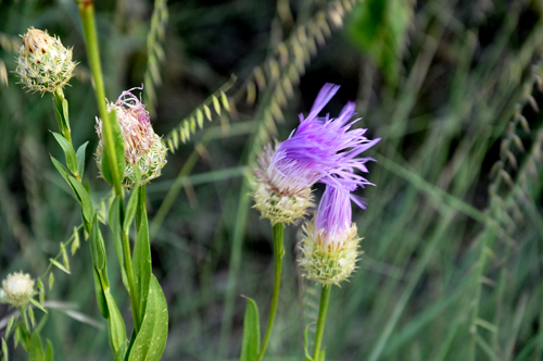 flowers in Palo Duro Canyon in Texas