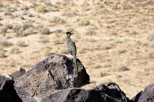 The two RV Gypsies see a Roadrunner
