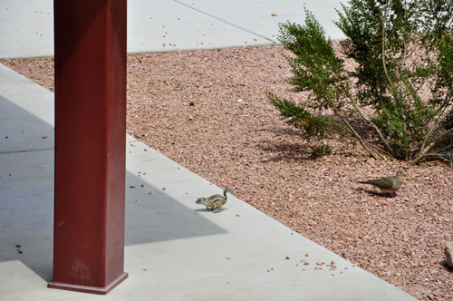 a little chipmunk
