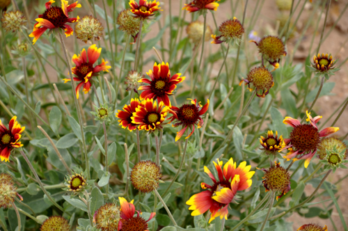 flowers and bees