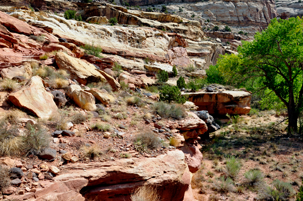 Hickman Bridge trail