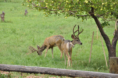 deer