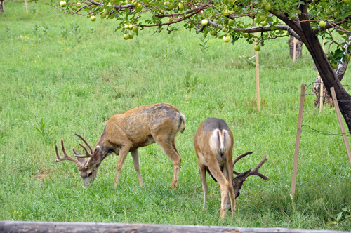 deer