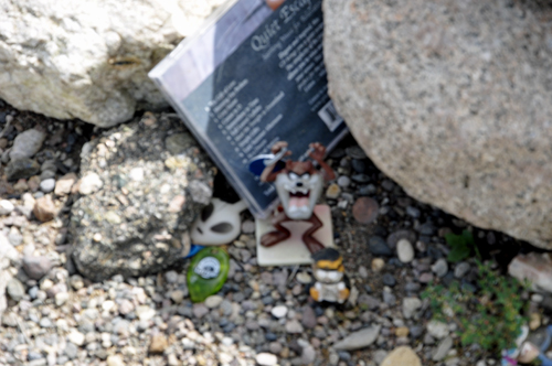 tasmanian devil in the healing garden