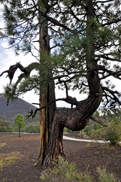 pine tree