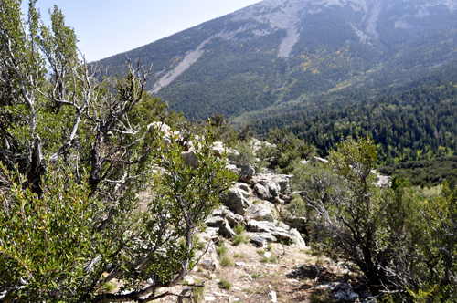 scenery at Mather Overlook at Great Basin National Park