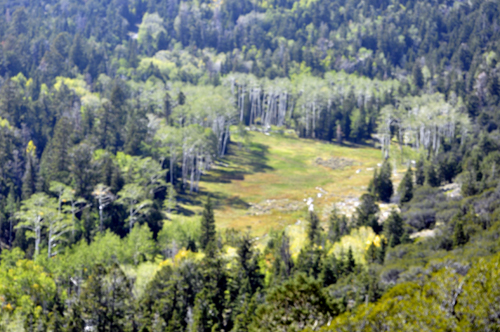 scenery at Mather Overlook at Great Basin National Park