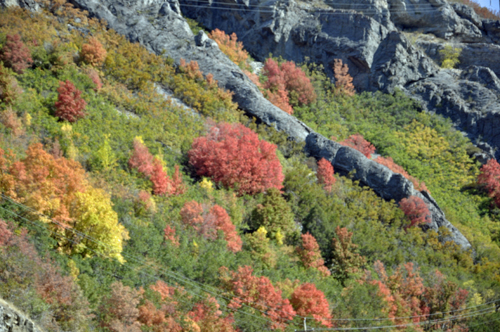 fall foliage