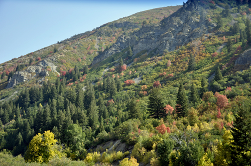 Fall foliage