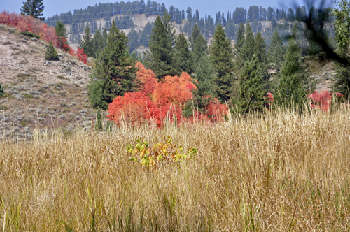 fall colors