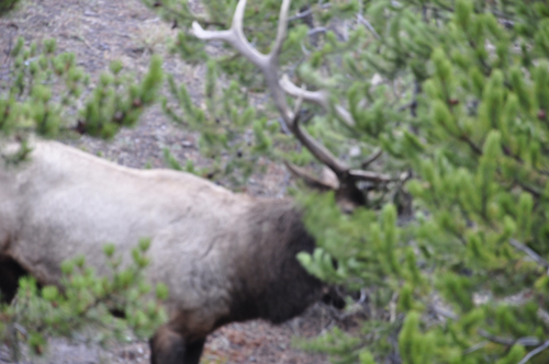 wildlife = elk