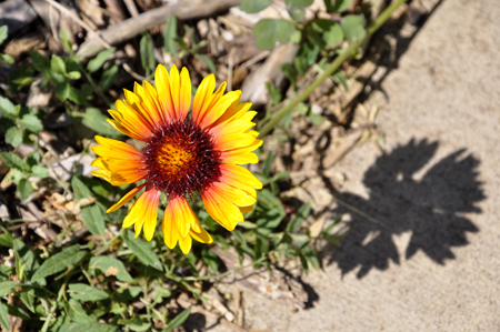 A Flower Garden at the bottom of the lighthouse -
