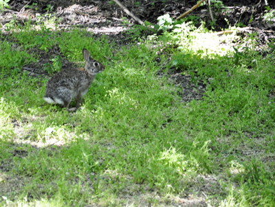 a wild rabbit