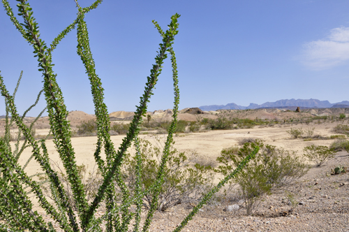 Ocotillo