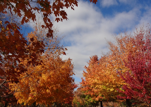 fall foliage, fall colors