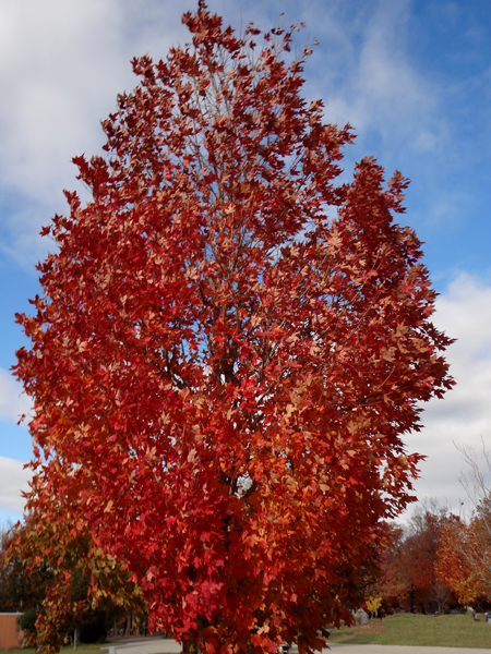 fall foliage, fall colors