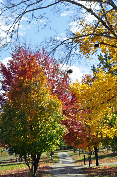 fall foliage, fall colors