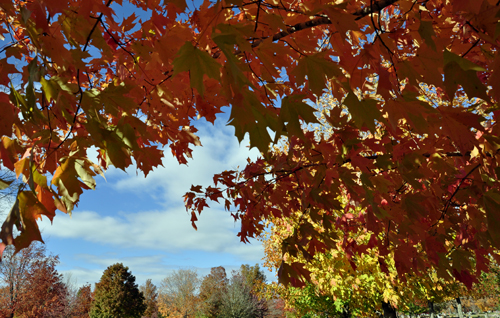 fall foliage, fall colors