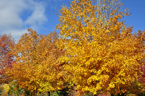 golden trees