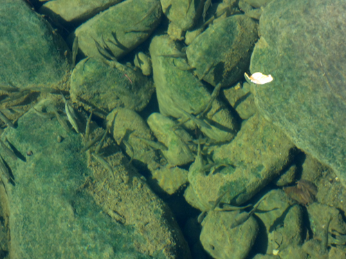 water is very clear and clean on the Buffalo River