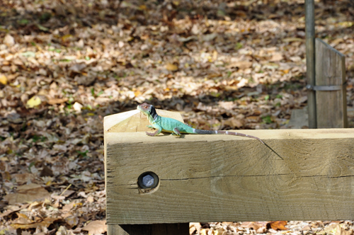 lizard