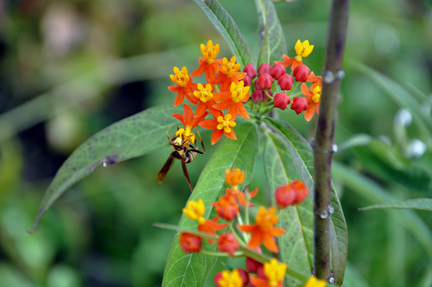bee on flowers