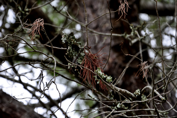 close-up of Sand Pine