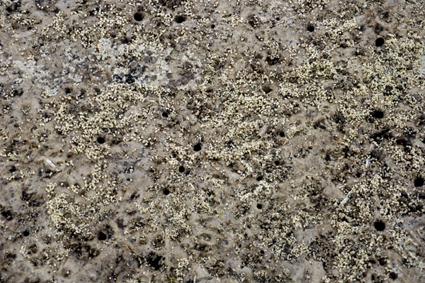 ground in this area is full of tiny holes
