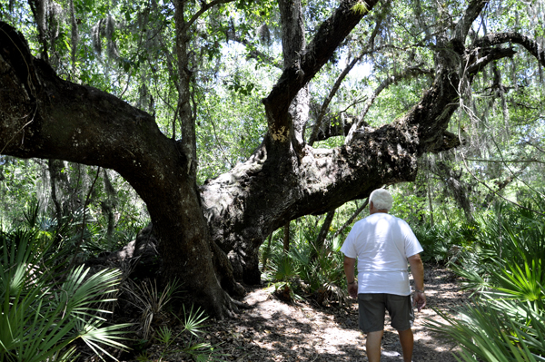 Lee Duquette liked this big tree at Solomon's Castle