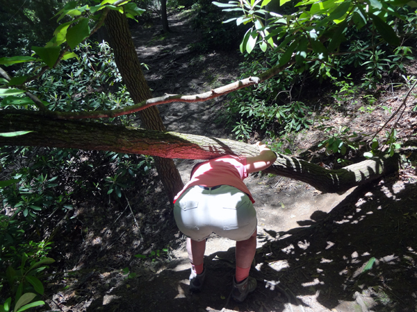 Karen Duquette ducks under the tree that is across the trail 