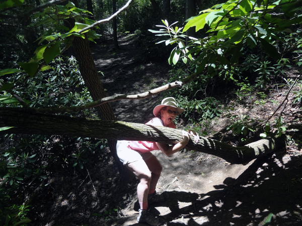 Karen Duquette ducks under the tree that is across the trail 
