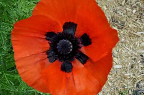 flower