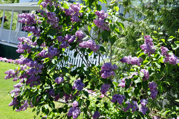 lilac tree