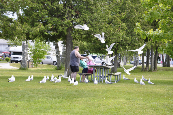 someone feeding the birds