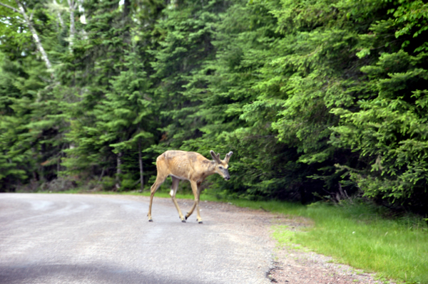 deer