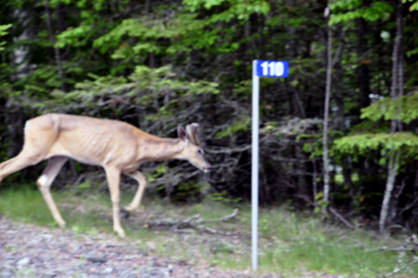 deer