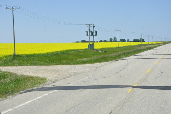 Canola fields