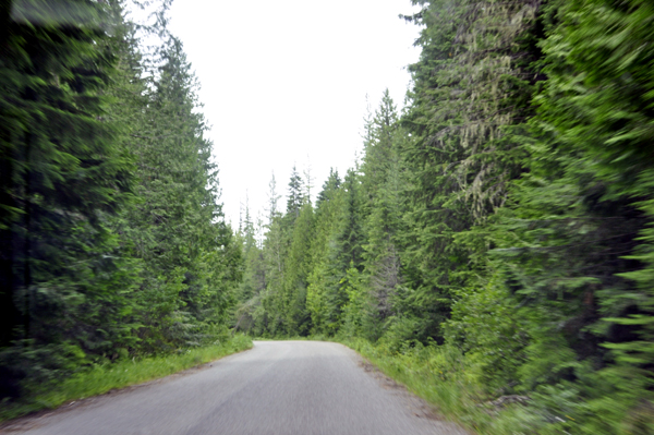beautiful trees line the road to Granite Creek Falls
