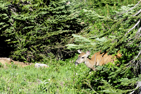 deer