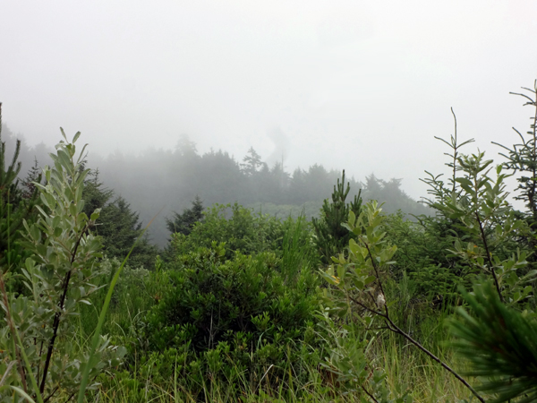 the nearby mist