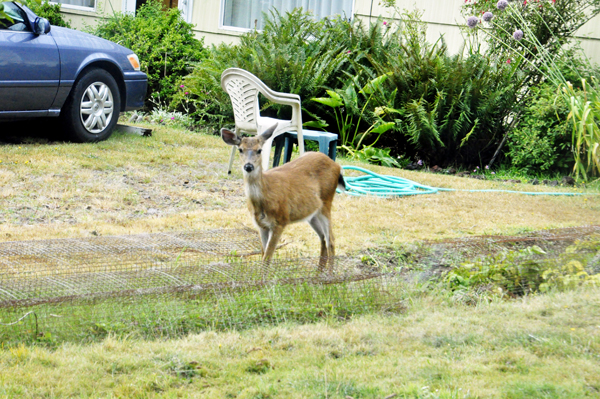 deerr
