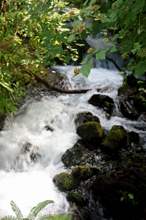 the water from Wahkeena Falls as it rumbles by the roadside