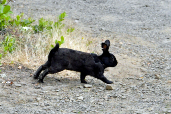 rabbit
