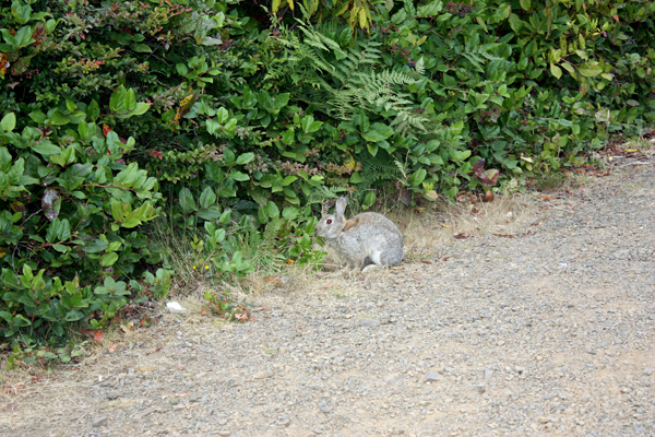 rabbit
