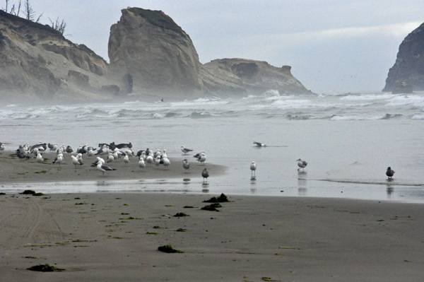 seagulls on the beach