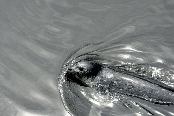 A seal swimming around the dock area