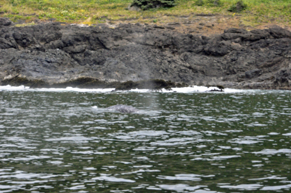 whale spouting