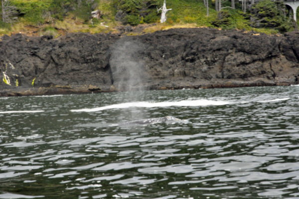 whale spouting